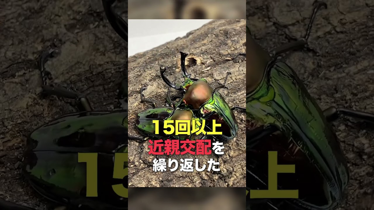 【閲覧注意】奇跡の奇形ニジイロクワガタ #クワガタ #奇形
