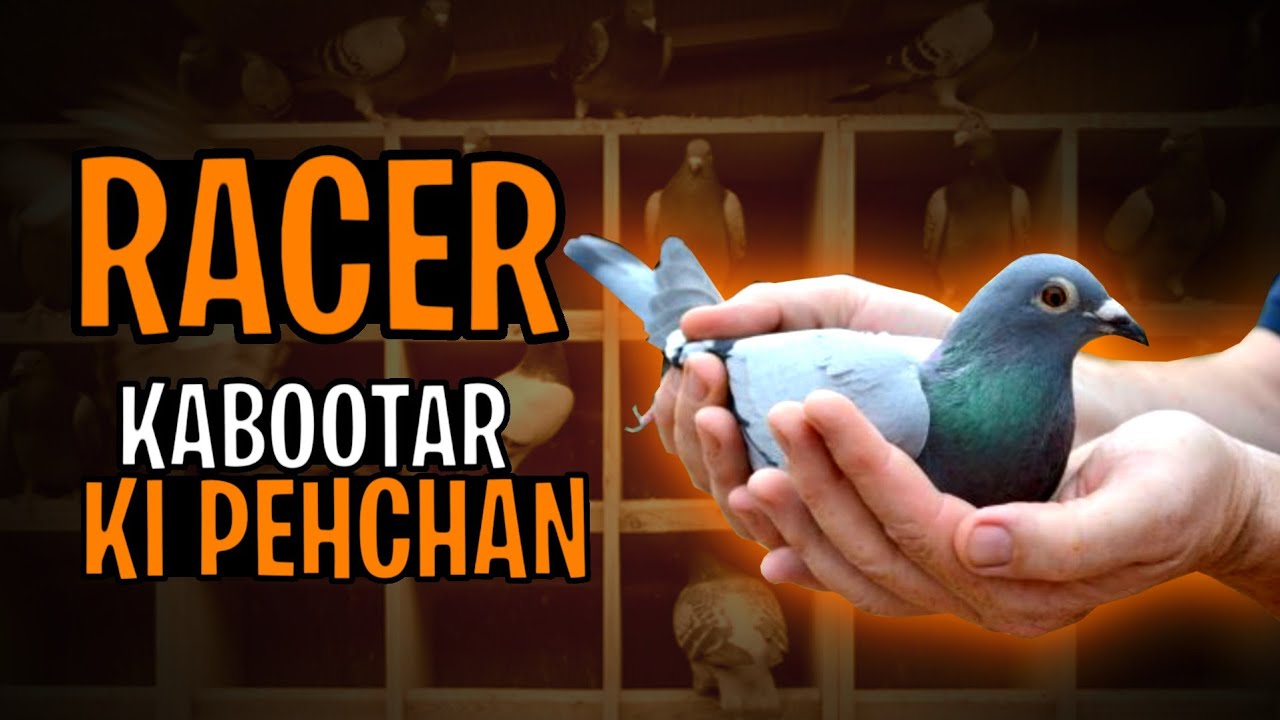 Qasid pigeon points |Qasid kabootar ki pehchan|Racer pigeon ki pehchan Part 2