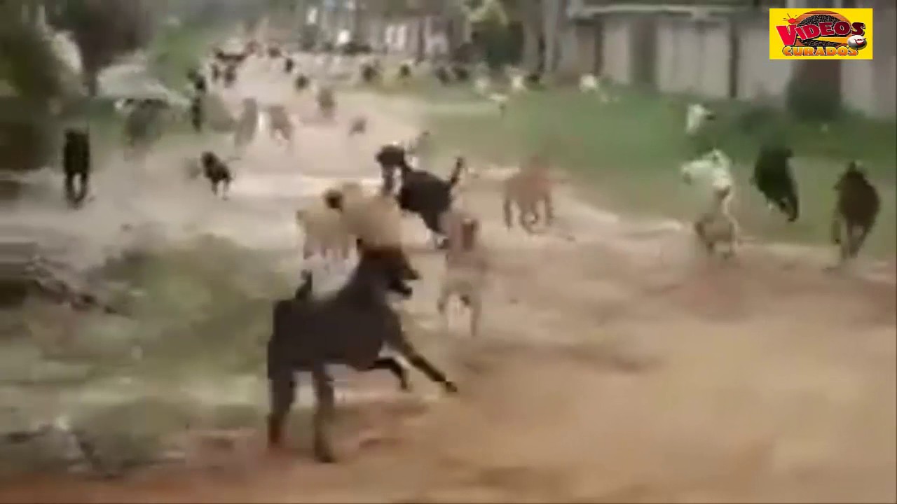 PERROS ESCAPAN DE LA PERRERA NUNCA ANTES VISTO