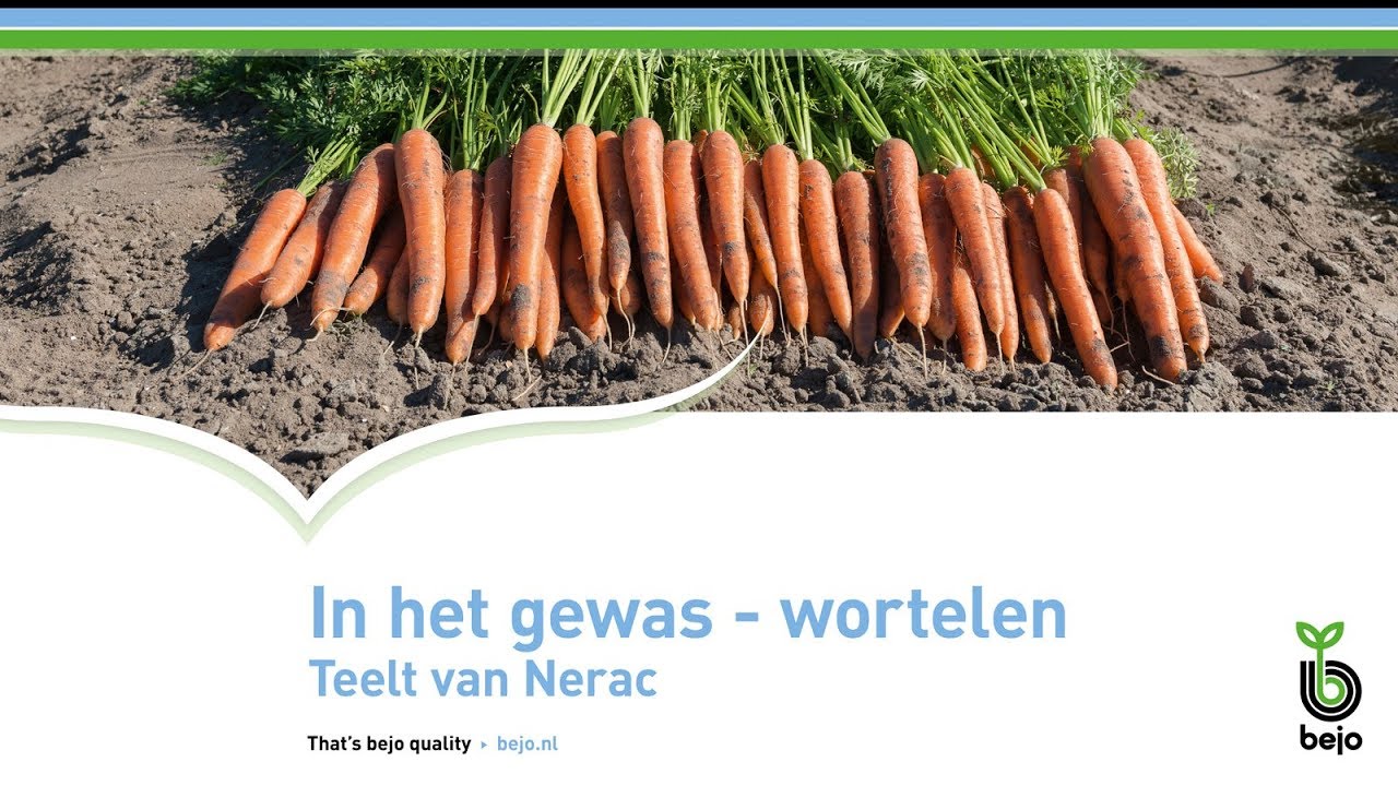 BEJO | In het gewas - Wortelen | Teelt van Nerac