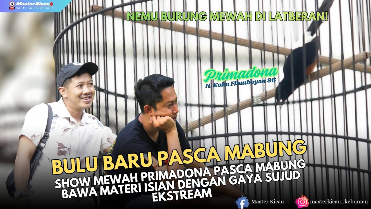 BULU BARU❗PRIMADONA MUNTAH ISIAN DENGAN GAYA SUJUD EXTREAM