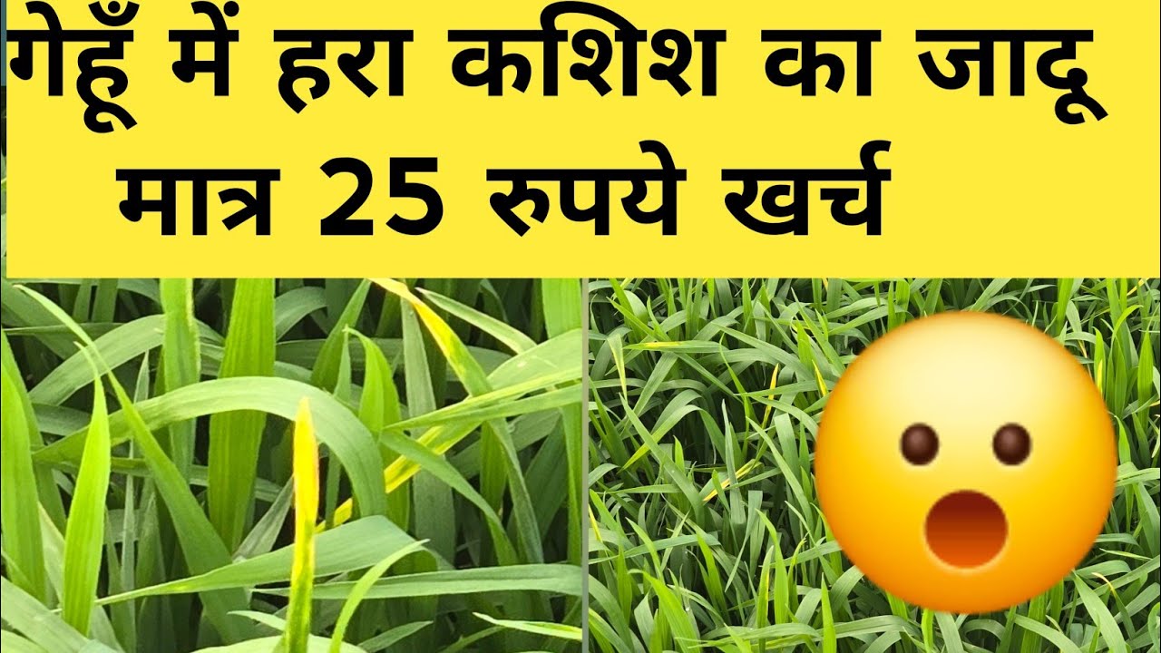 गेहूँ में हरे कशिश का कमाल देखकर चौंक जाओगे|gehu me hare kashish ka pryog kese kre