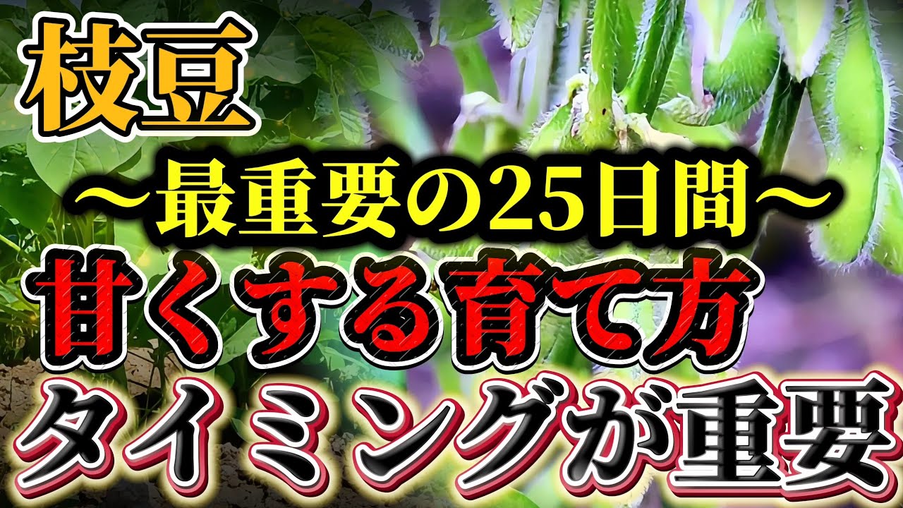 【枝豆】甘くするなら必ずココ確認して下さい！！開花してからが勝負になります！！