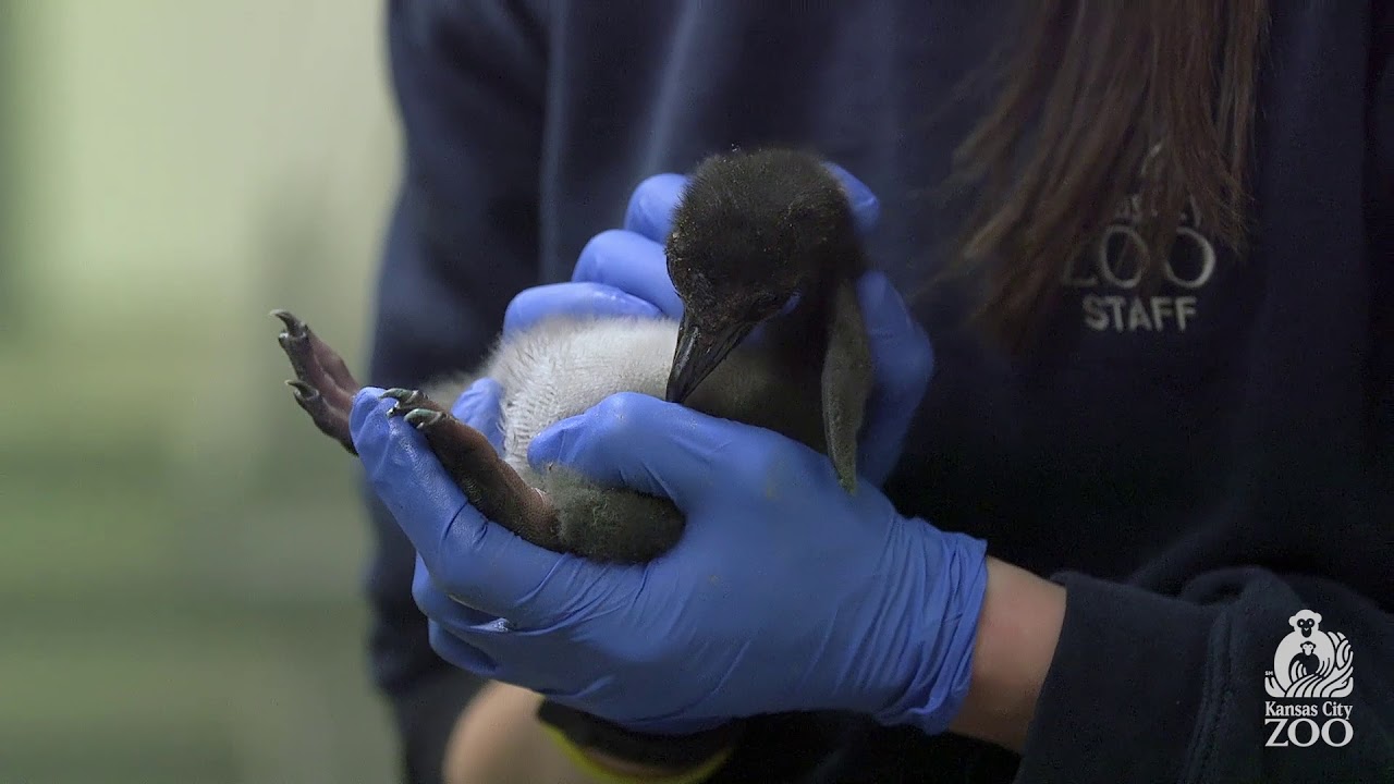 Welcome our macaroni penguins to the KC Zoo!
