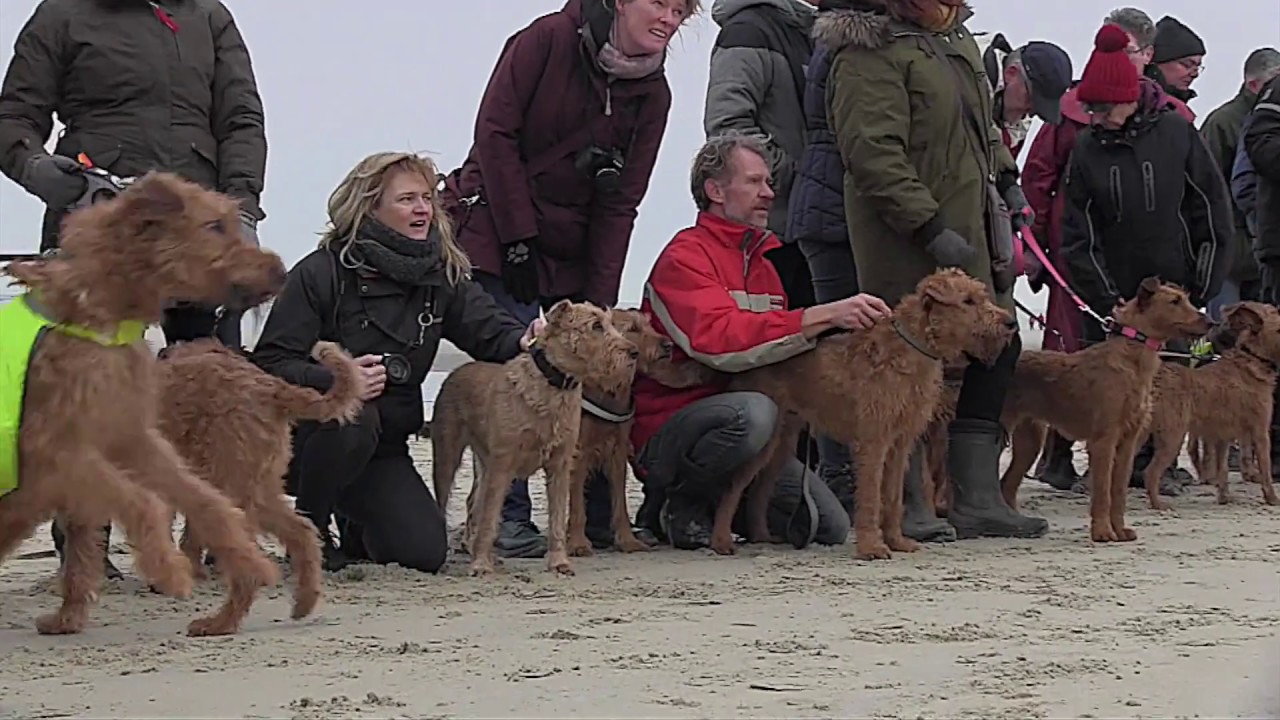 Snertwandeling Renesse Ierse Terriër