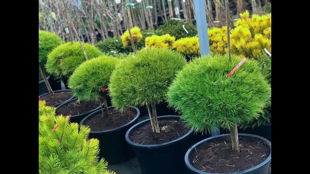 Plante Decorative