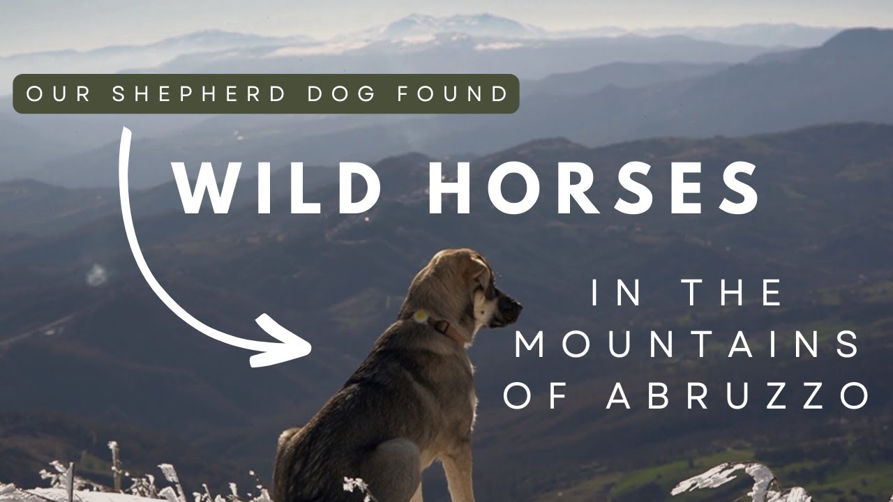 Our shepherd dog found wild horses in the mountains of Abruzzo!