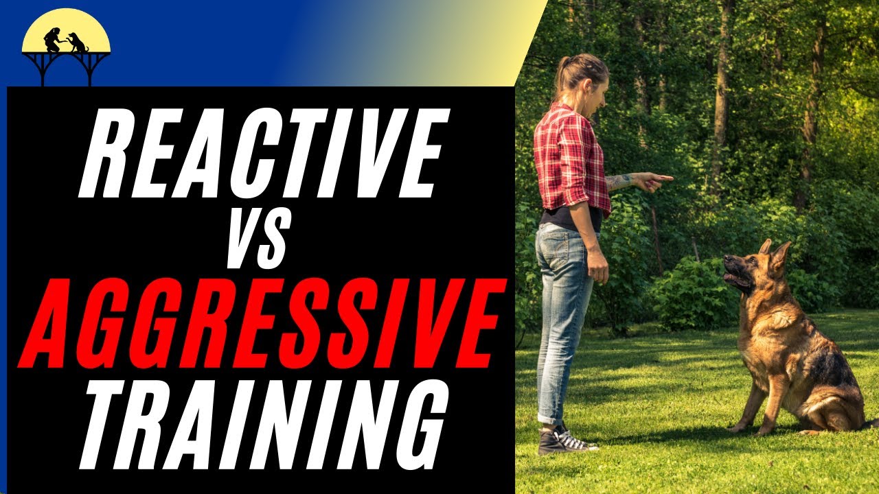 Training an Aggressive dog vs Reactive dog (the differences)