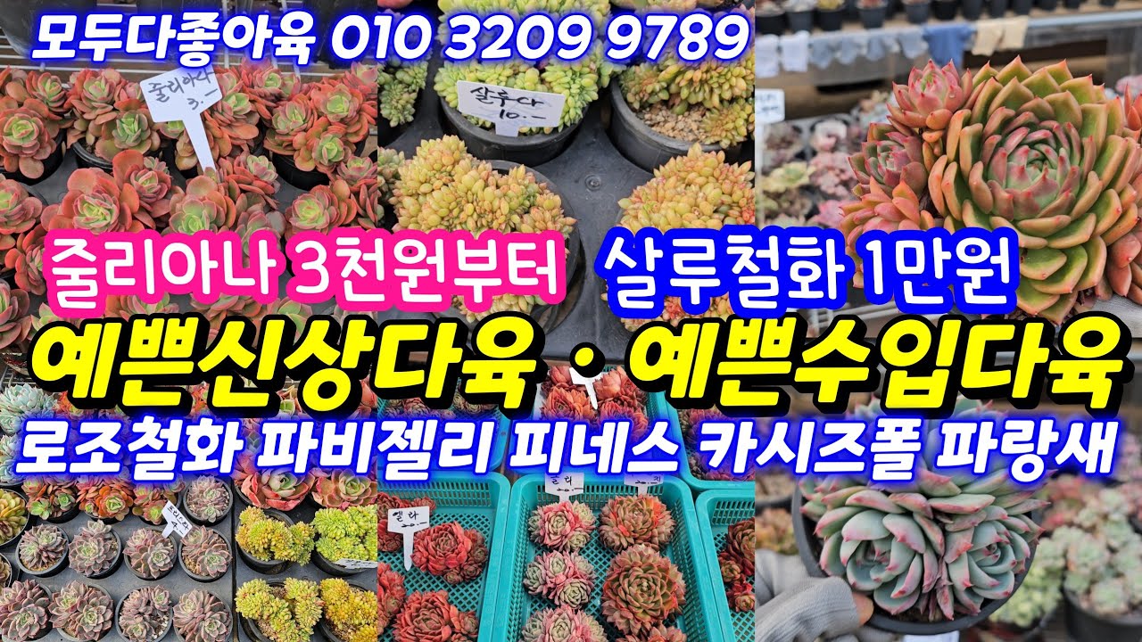 26.2.3🌹예쁜신상다육과 예쁜 수입다육들🌹살루철화 카시오적금 피네스군생 갓성비 파비젤리🌹모두다좋아육 010 3209 9789 전국택배가능 유료광고포함 