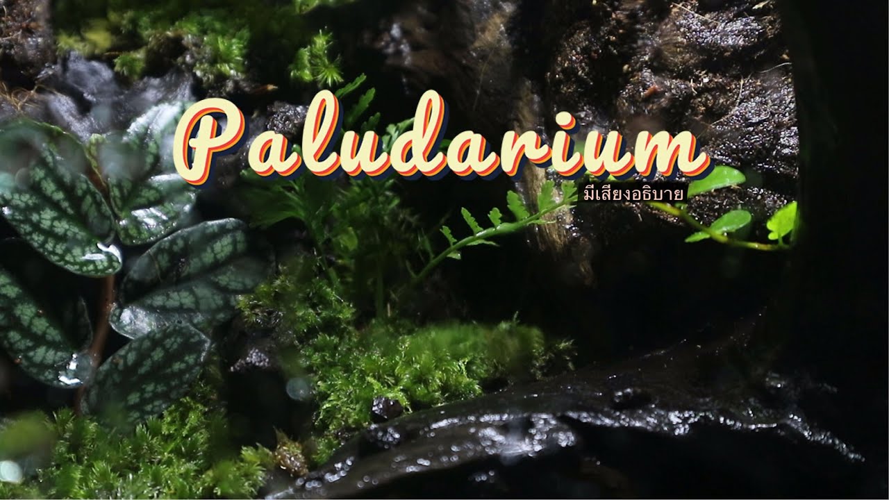 สอนทำตู้ paludarium ด้วยสเปรย์โฟม \ มีเสียงอธิบาย
