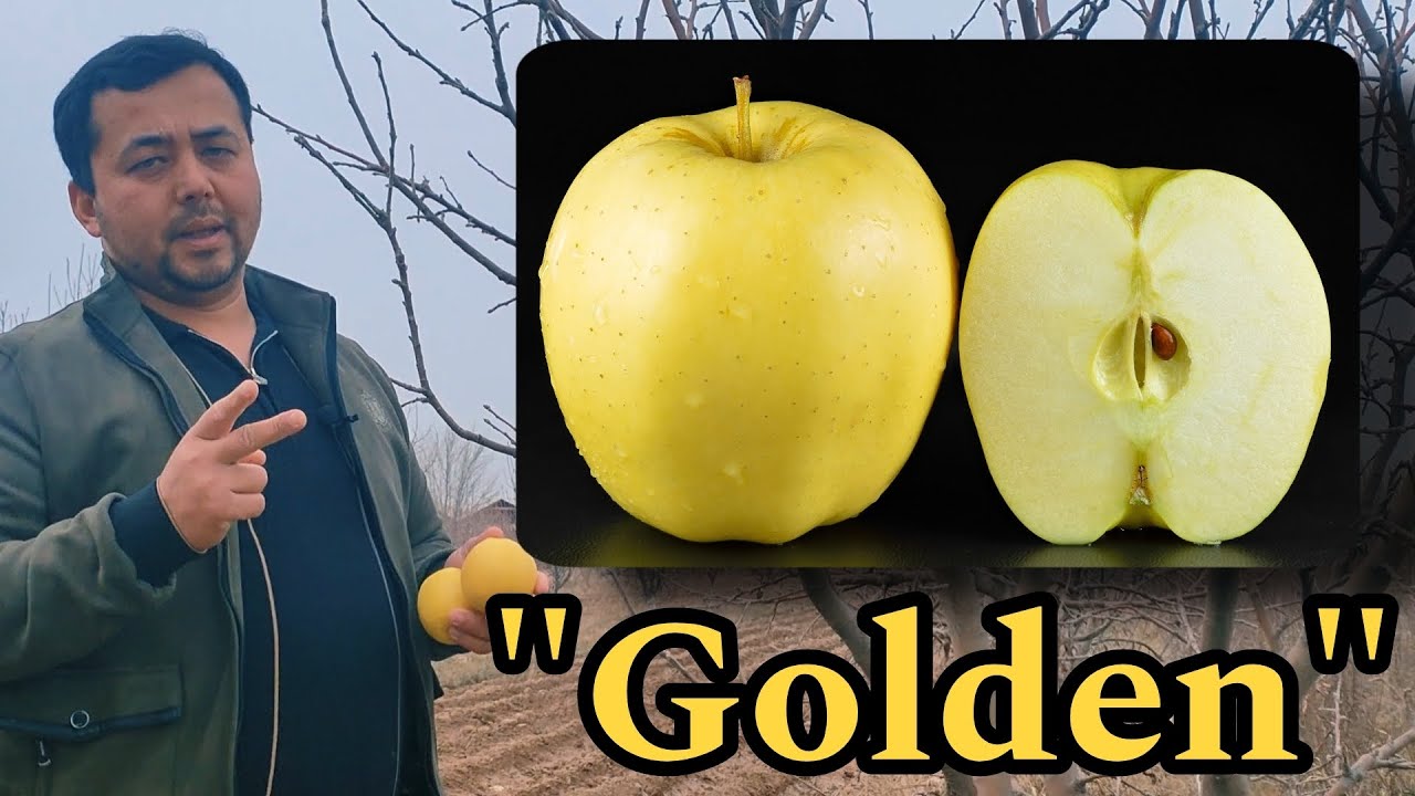 Olmaning 