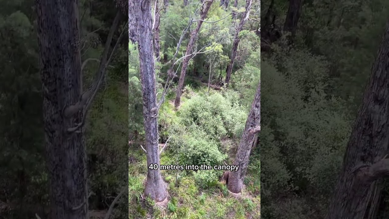 Valley of the Giants — Walk Above the Forests