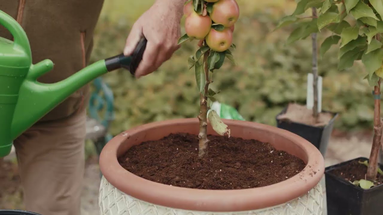 Tipp: So topft man einen Obstbaum richtig ein