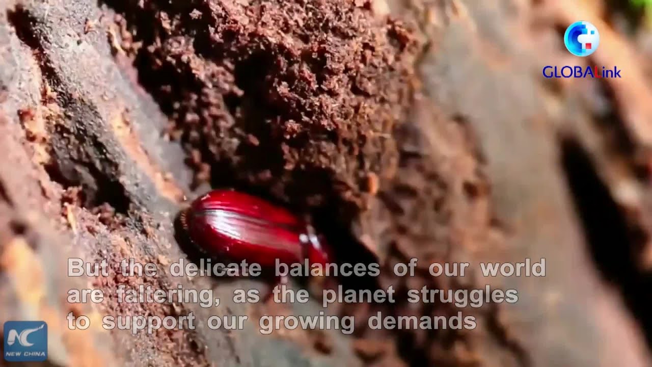 GLOBALink|Global leaders: protect biodiversity with the power of science