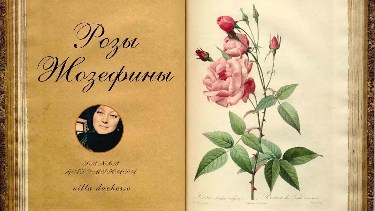 Розы Редуте. Сад Мальмезона. Jardin de la Malmaison. Из архива канала (03.04.2024)