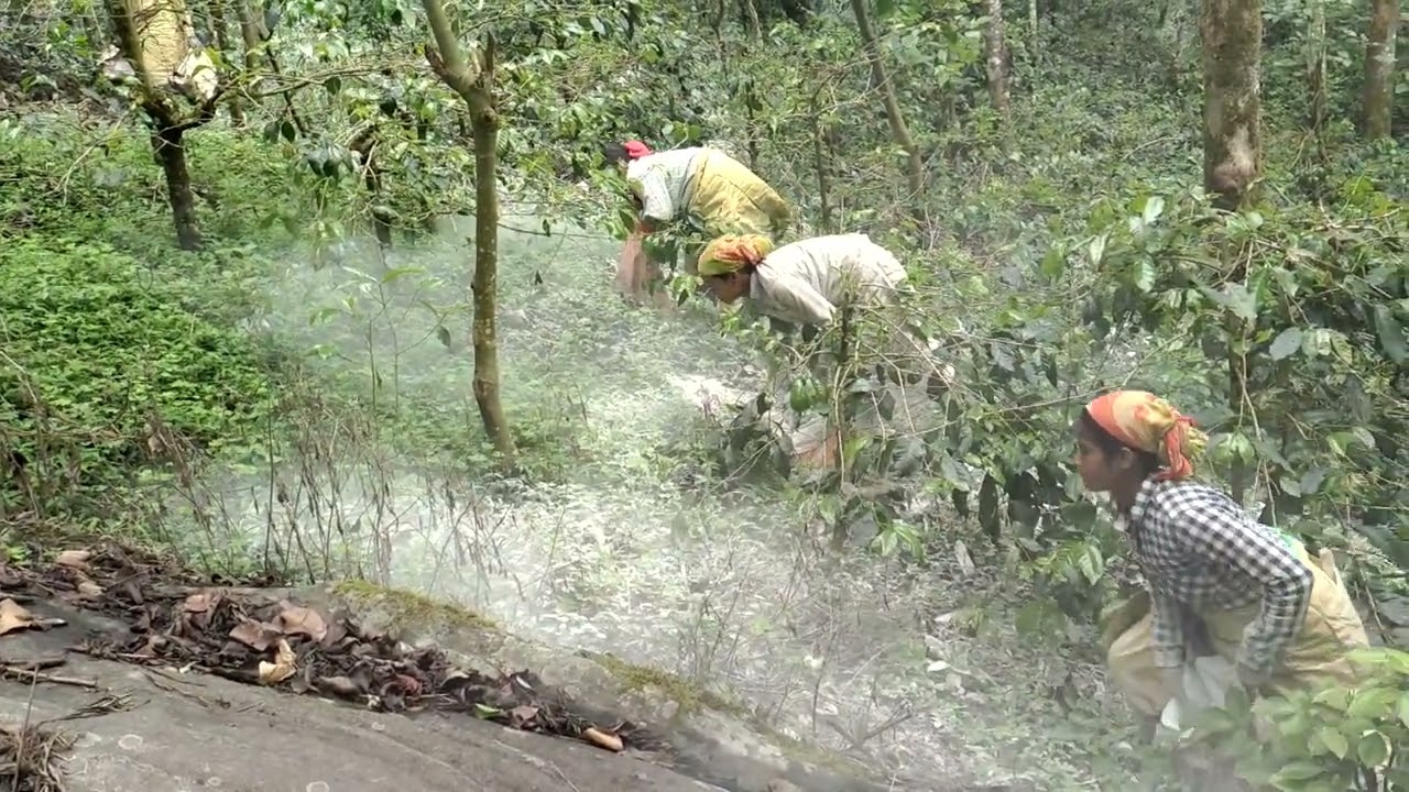 Lime Application | Coffee Plantation
