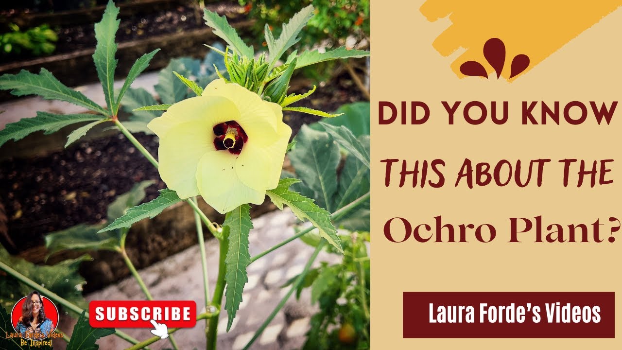 Did You Know This About The Ochro Plant?
