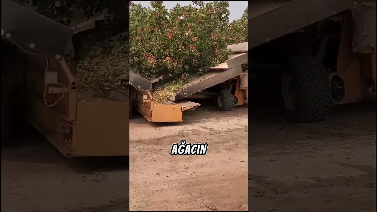 Kaliforniya&rsquo;da Antep Fıstığı B&ouml;yle Toplanıyor! 🌰