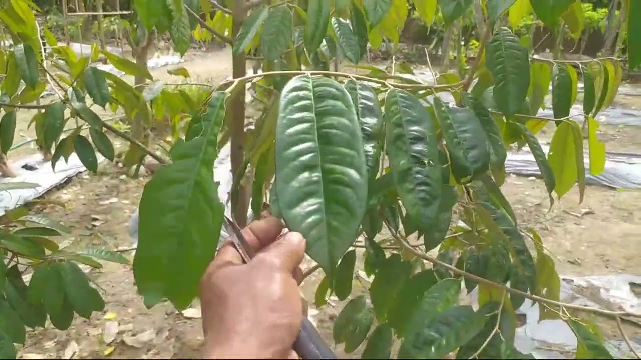 Perawatan Durian Tanam dari  BIJI agar Pendek & Cepat Berbuah