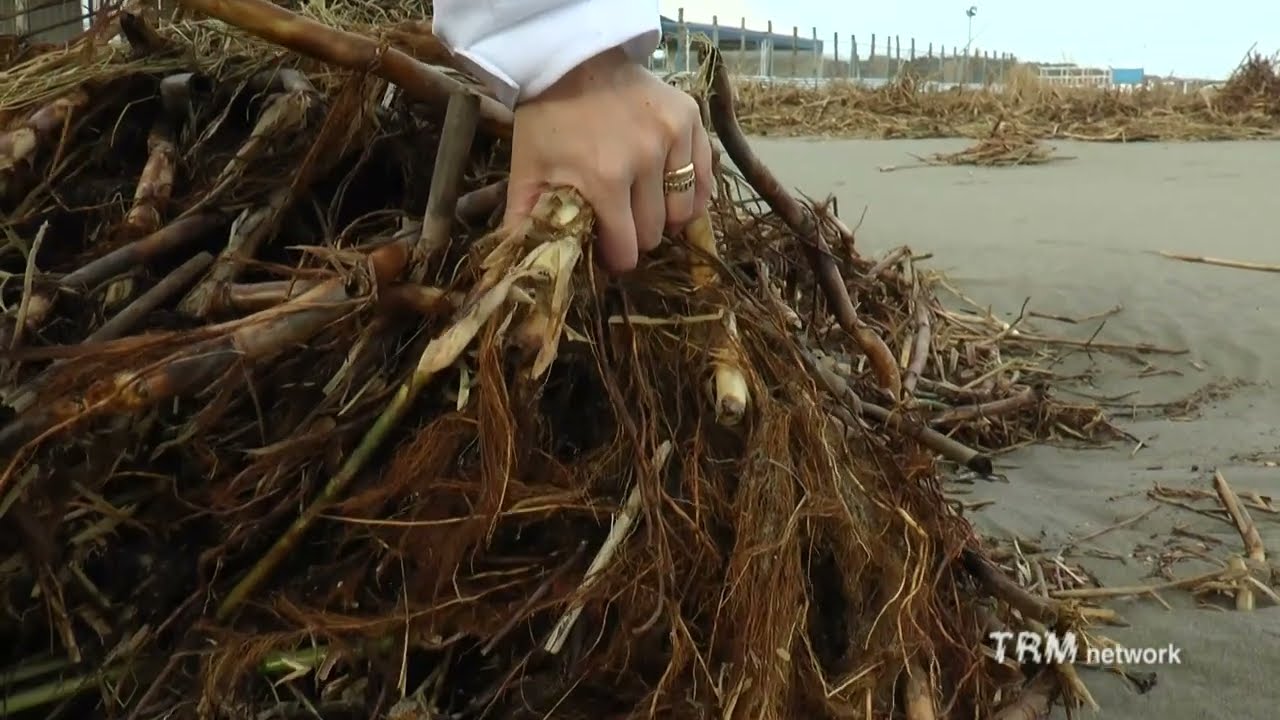 Marina di Pisticci: spiaggia compromessa da sterpaglia. Richiesti interventi