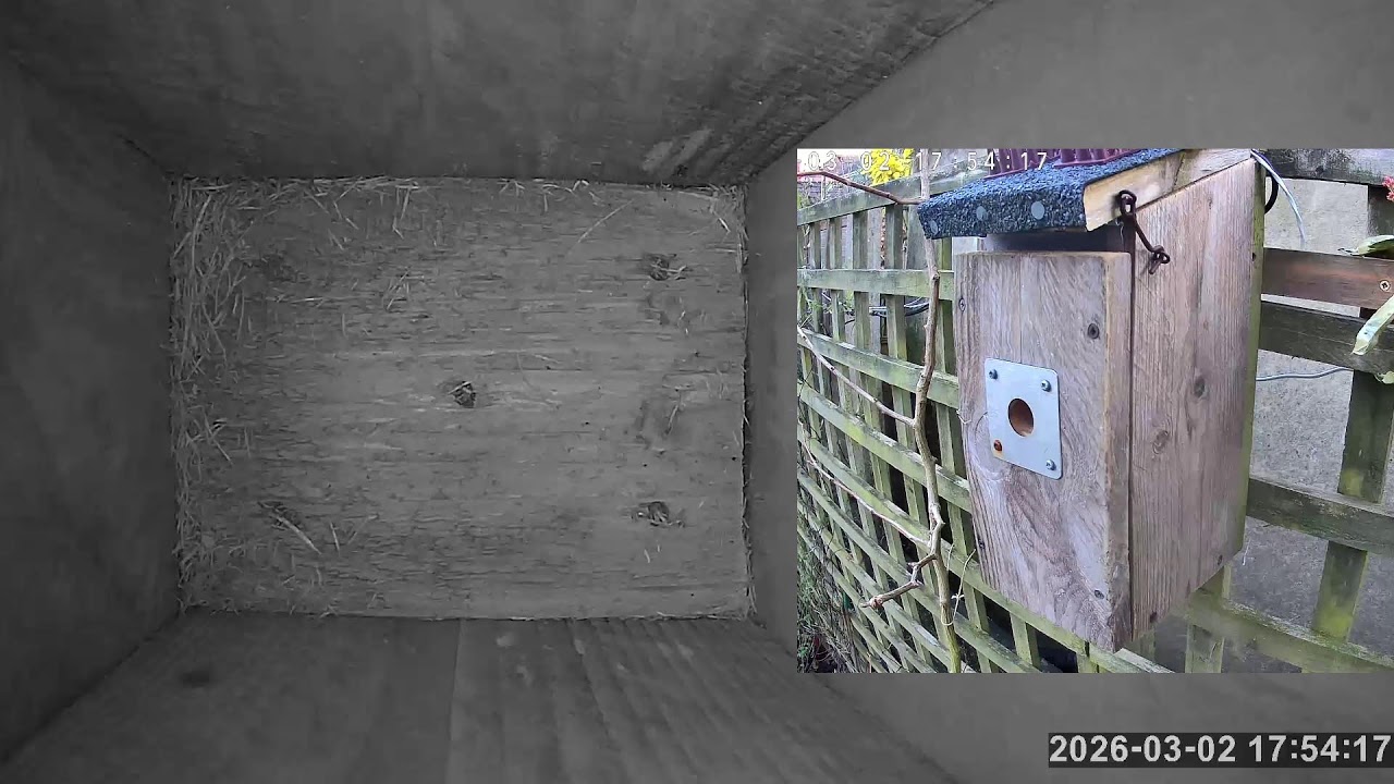 SoBo Nest Box Live Stream