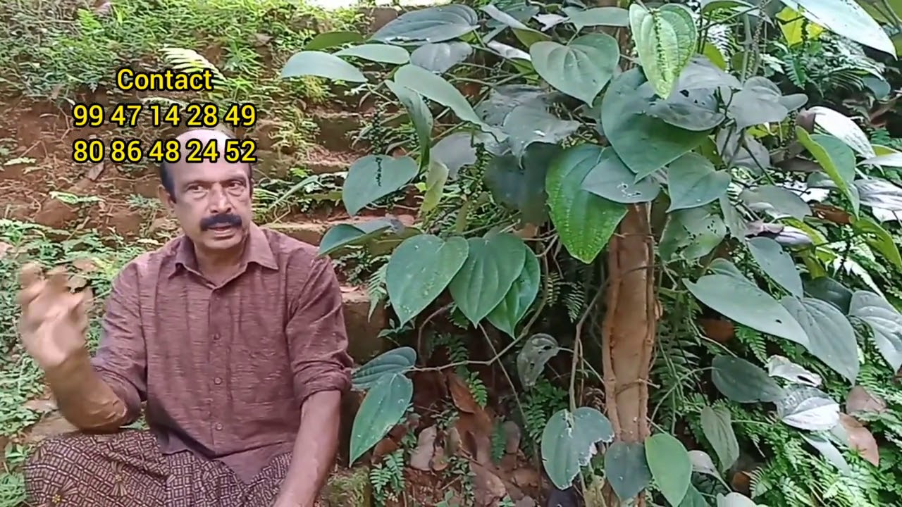Kuttyadi thengu കുറഞ്ഞ ചെലവിൽ തെങ്ങിന് വള പ്രയോഗം