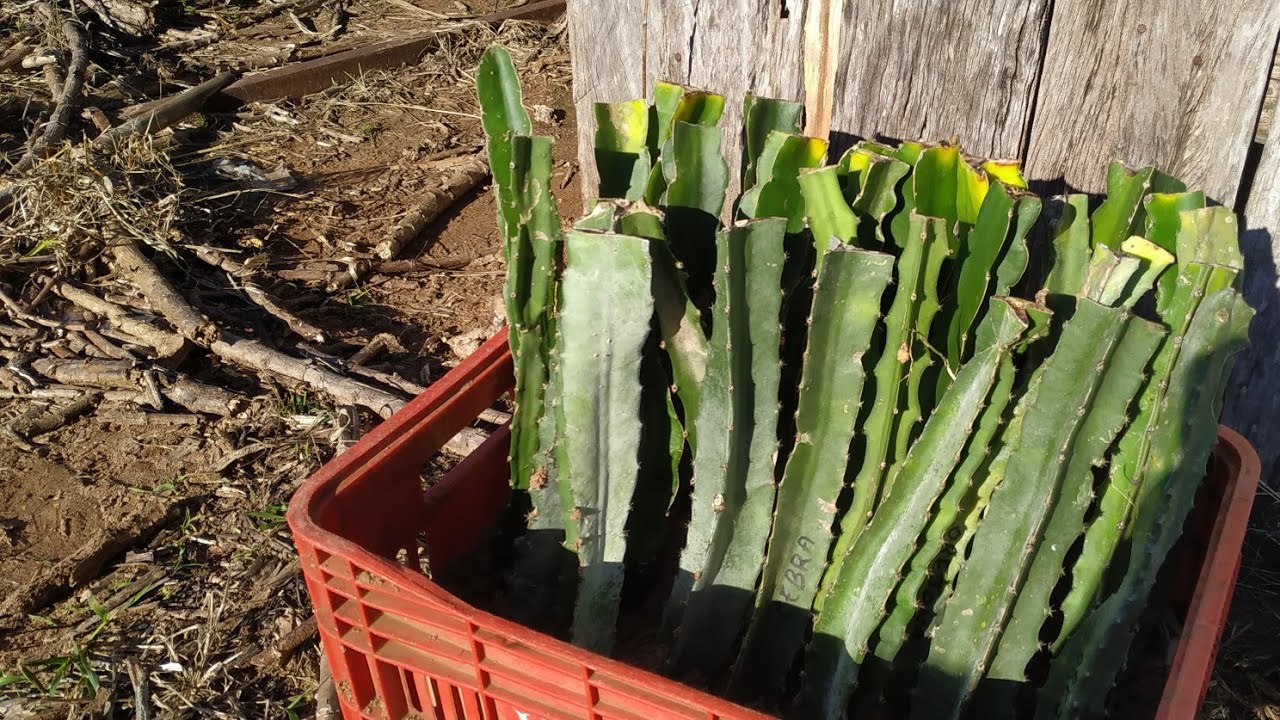 Como Fazer mudas de Pitaya Enraizar -  Super Dica