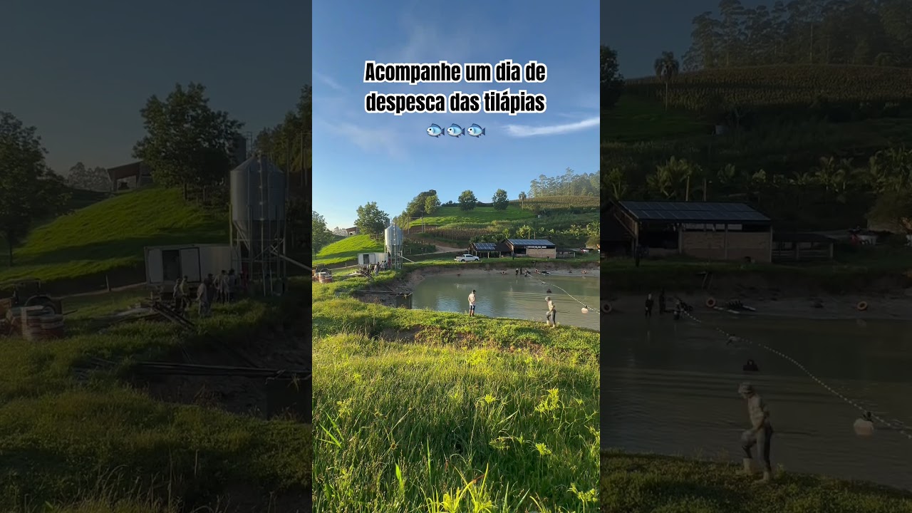 Acompanhe um dia de despesca das til&aacute;pias 🐟🤍#til&aacute;pia #a&ccedil;ude #vidanaro&ccedil;a #fazenda #peixe #despesca