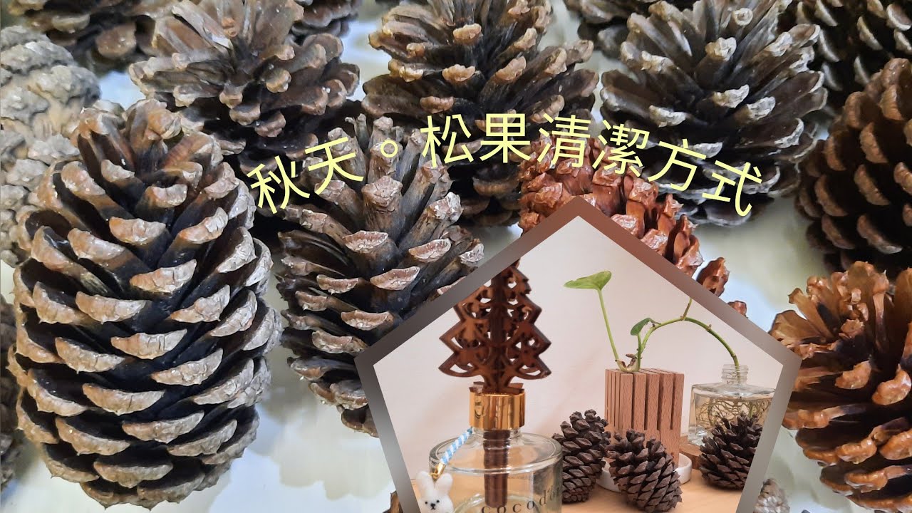 #14秋天|松果清潔處理|晾乾方式