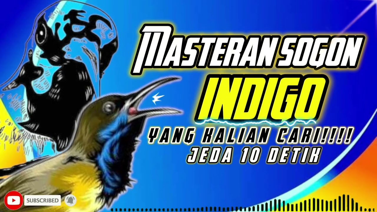 MASTERAN SOGON INDIGO YANG KALIAN CARI!!! #sogon #sogongacor #sogokontonggacor #sogokontong