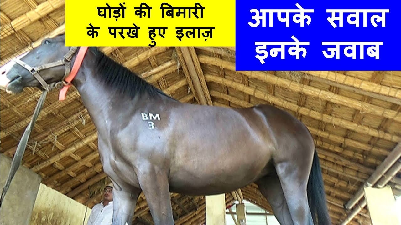 घोड़े की बिमारी  के कड़क देशी इलाज़ आपने नहीं सुने होंगे  - Horse Care - Horse Disease Treatments