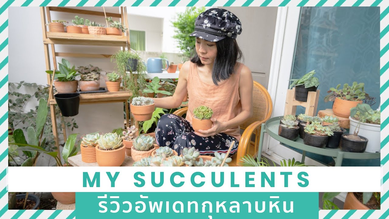 รีวิวอัพเดทกุหลาบหินน่ารักๆ แนะนำร้านซื้อออนไลน์
