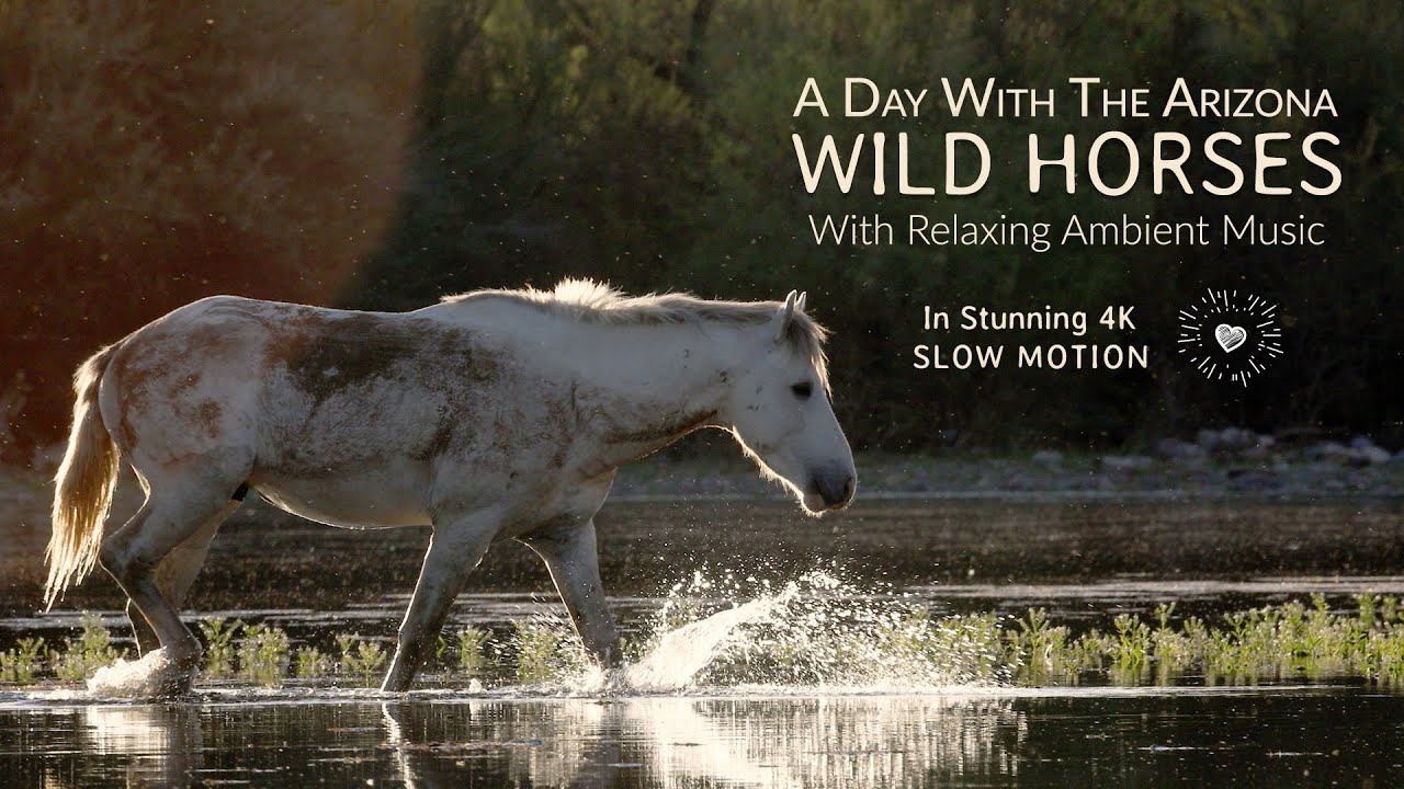 Arizona Salt River Wild Horses With Relaxing Music