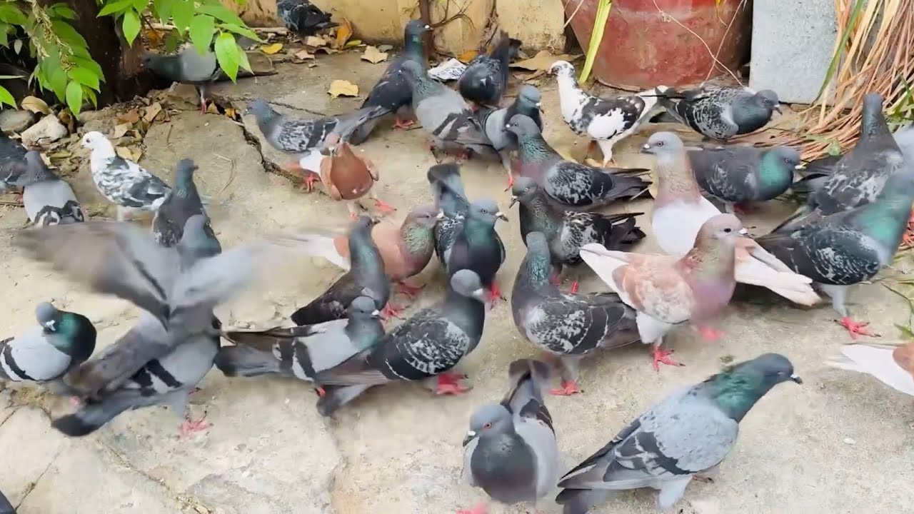 Put out food for many pigeons to happily peck at.
