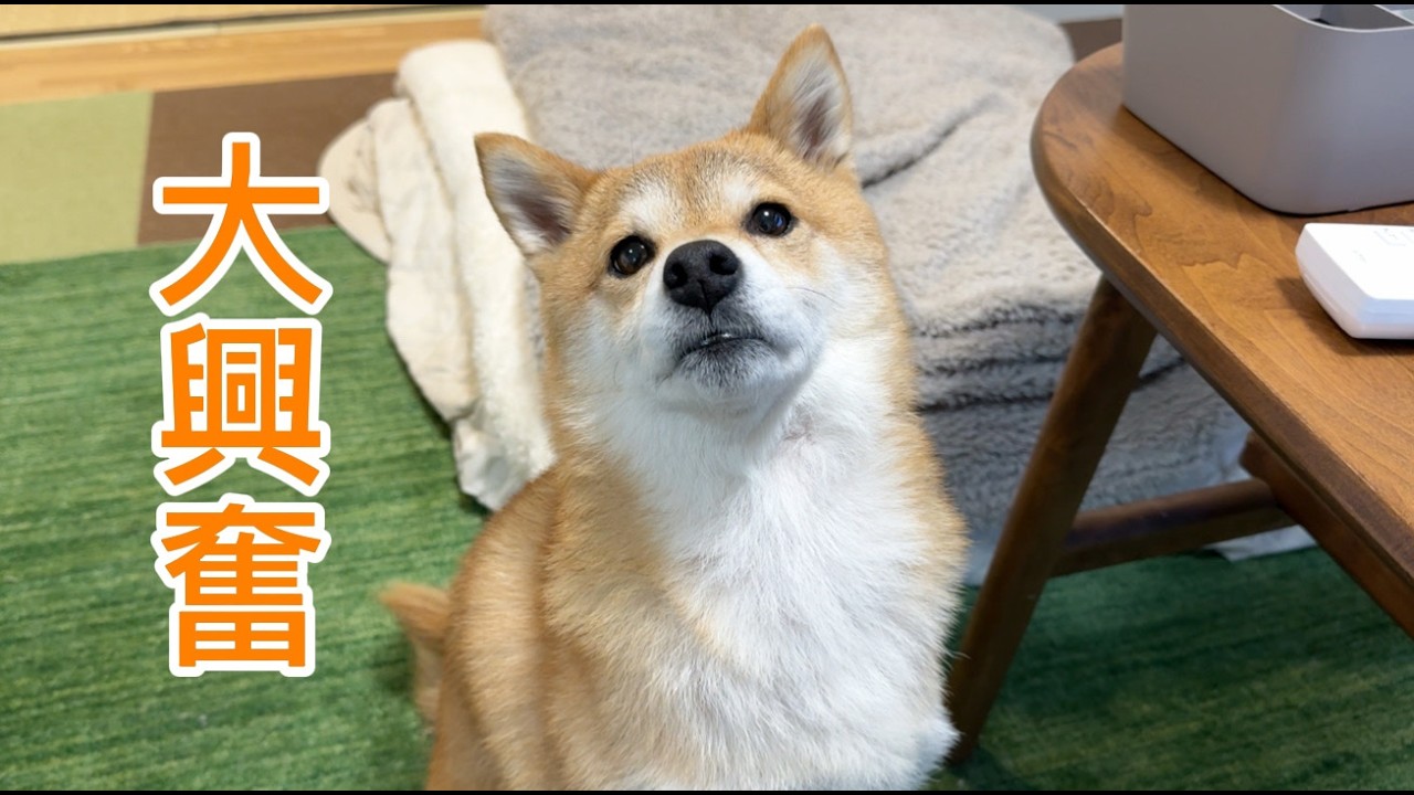 出前を頼んだら飼い主より大興奮する柴犬が可愛い