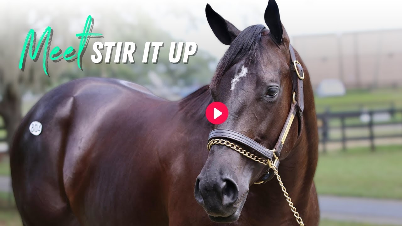 Встречайте Stir It Up: New Independence Hall Filly
