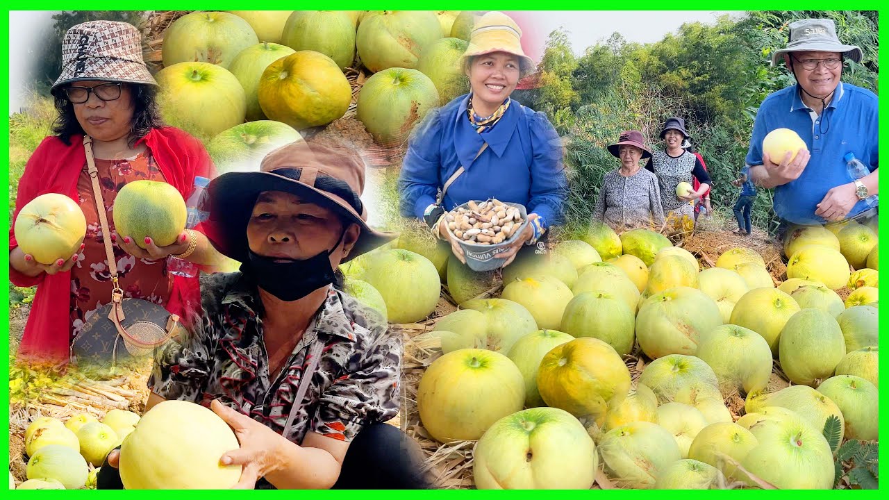 1473 - លោកពូ នេត្រ និងក្រុមគ្រួសារ មកពីសហរដ្ឋអាមេរិក មកទិញផ្លែត្រសក់ស្រូវ នៅភូមិអន្លង់ថ្ងាន់