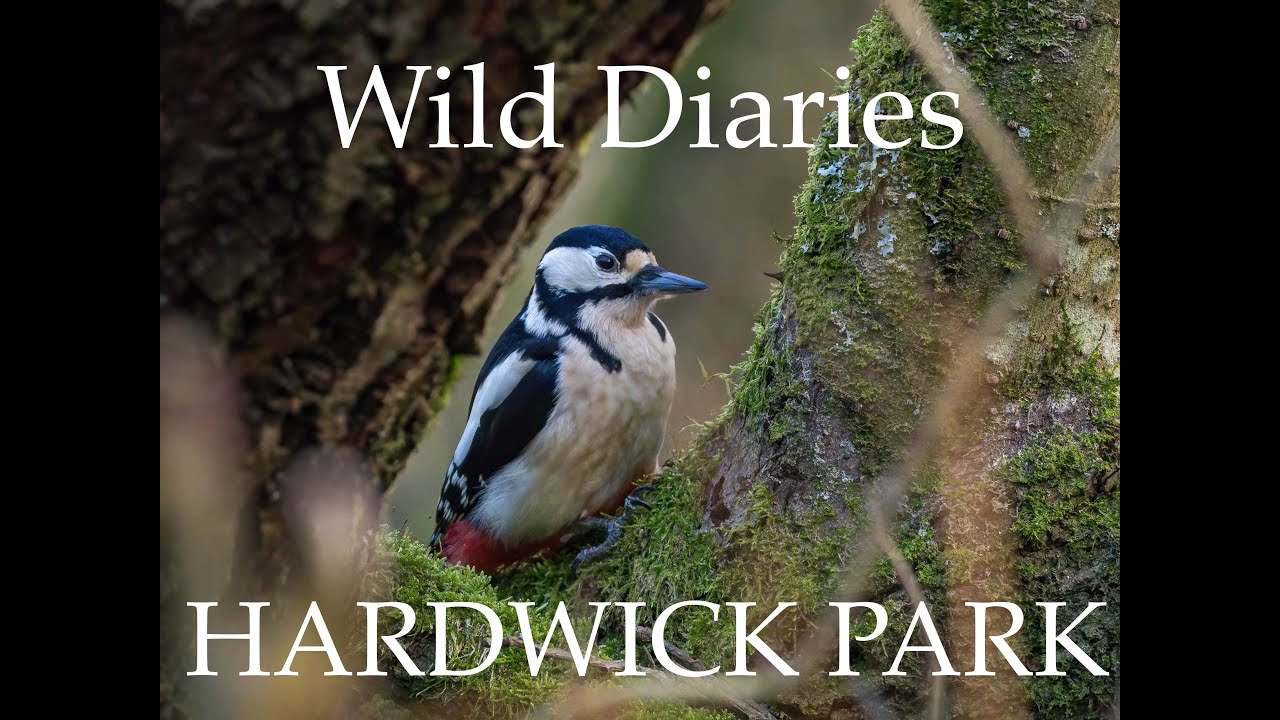 Wildlife Diaries from Hardwick park, County Durham.