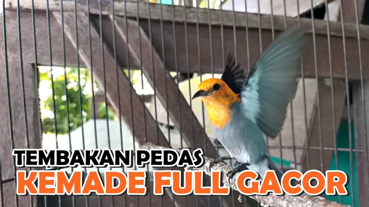 Suara Kicau CIT KERES GACOR | MASTERAN Burung Cabe KEMADE Citbang FULL GACOR Tembakan PEDAS Fighter