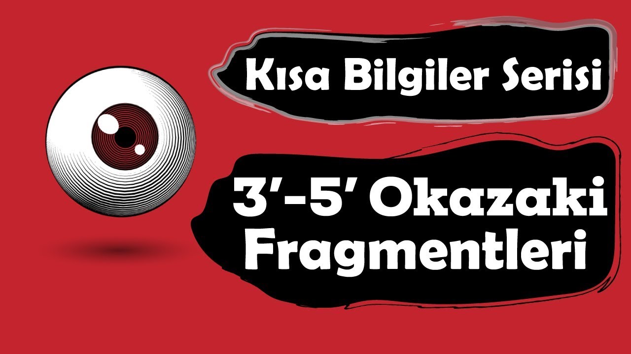 Tüm Kavramlarla Genden Proteine (3'-5' ve Okazaki Fragmentleri)