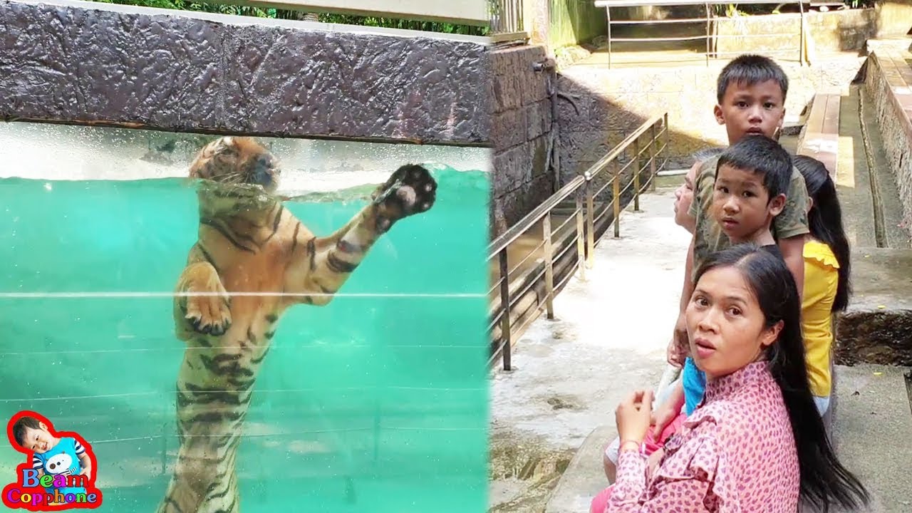 น้องบีม | ดูโชว์เสือตื่นเต้นสุดๆ เที่ยวชลบุรี สวนสัตว์เปิดเขาเขียว Zoo