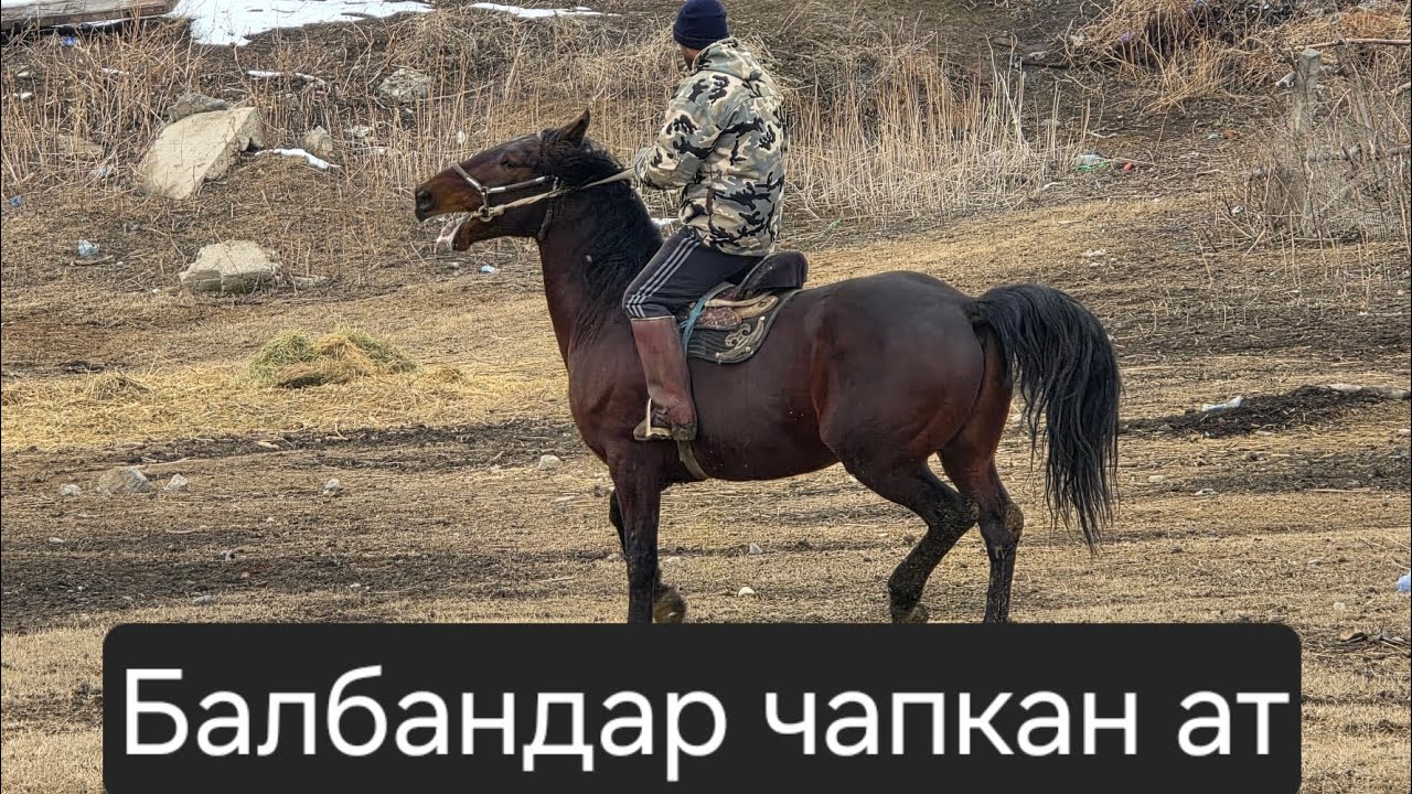 Балбан чапкан БАЗАР-КОРГОНДУН АТЫ 