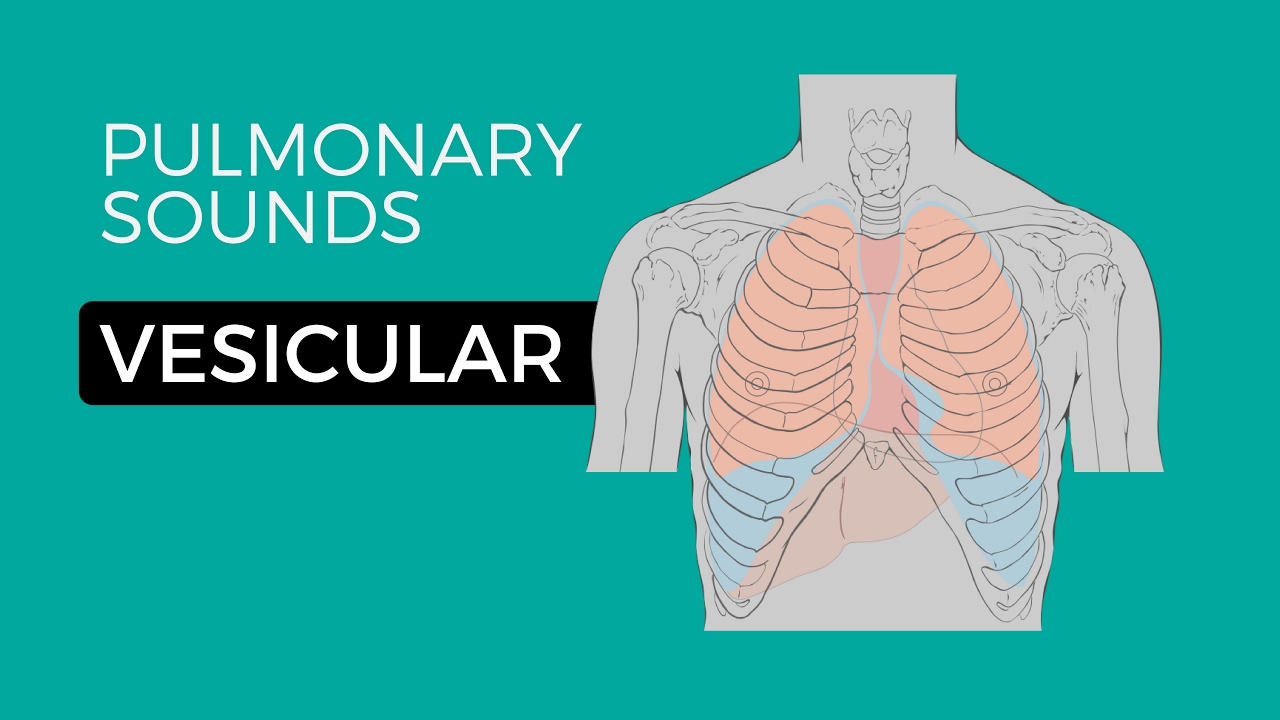 01 _ Normal Lung Sounds - Vesicular breath sounds
