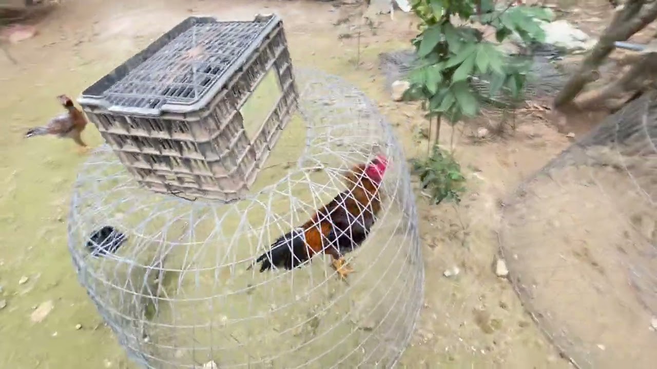 Video 5 . Lại chiều cho gà ăn rồi tám nói phức tiếp ae ạ