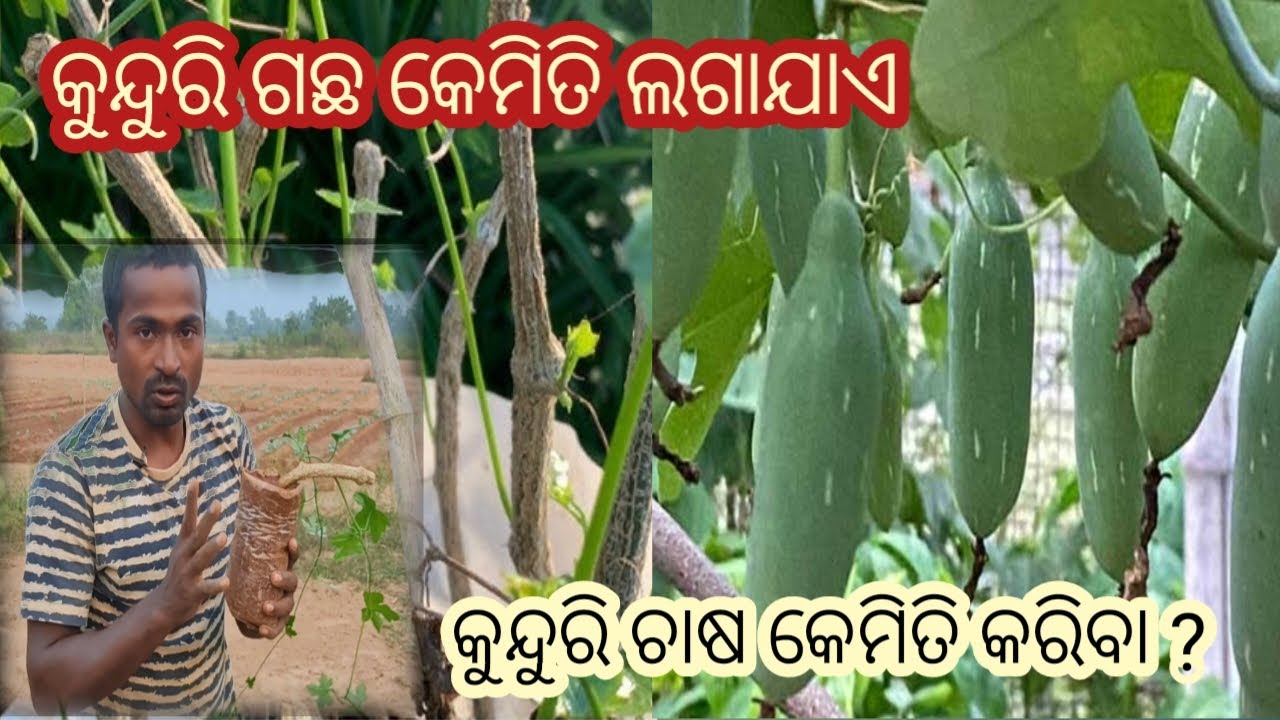 Kunduri Chasara Sathik Sampurna Pranali. Kunduri Chasara Chayana,Kemiti lageiba Kunduri ra Khatasara
