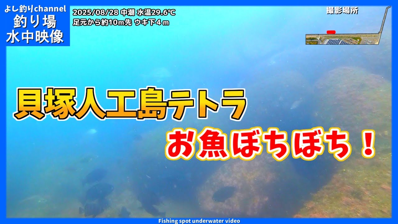 【お魚ぼちぼち！】大阪の釣り場  貝塚人工島テトラ  2025年8月下旬 晩夏の水中映像  No.428