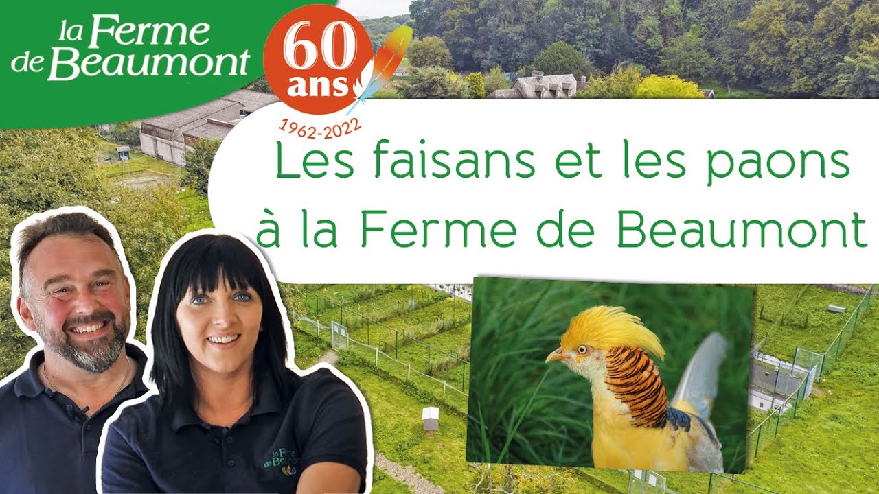 Les faisans et les paons à la Ferme de Beaumont • 60 ans ça se fête !