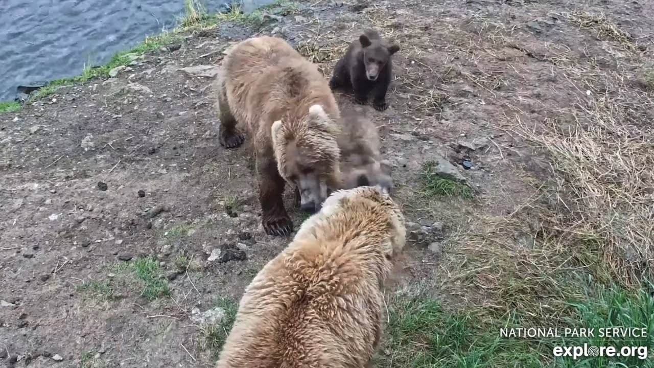 284 and Little Blonde Jr Give 273 a Warning (explore.org BF cam) 8.02.26