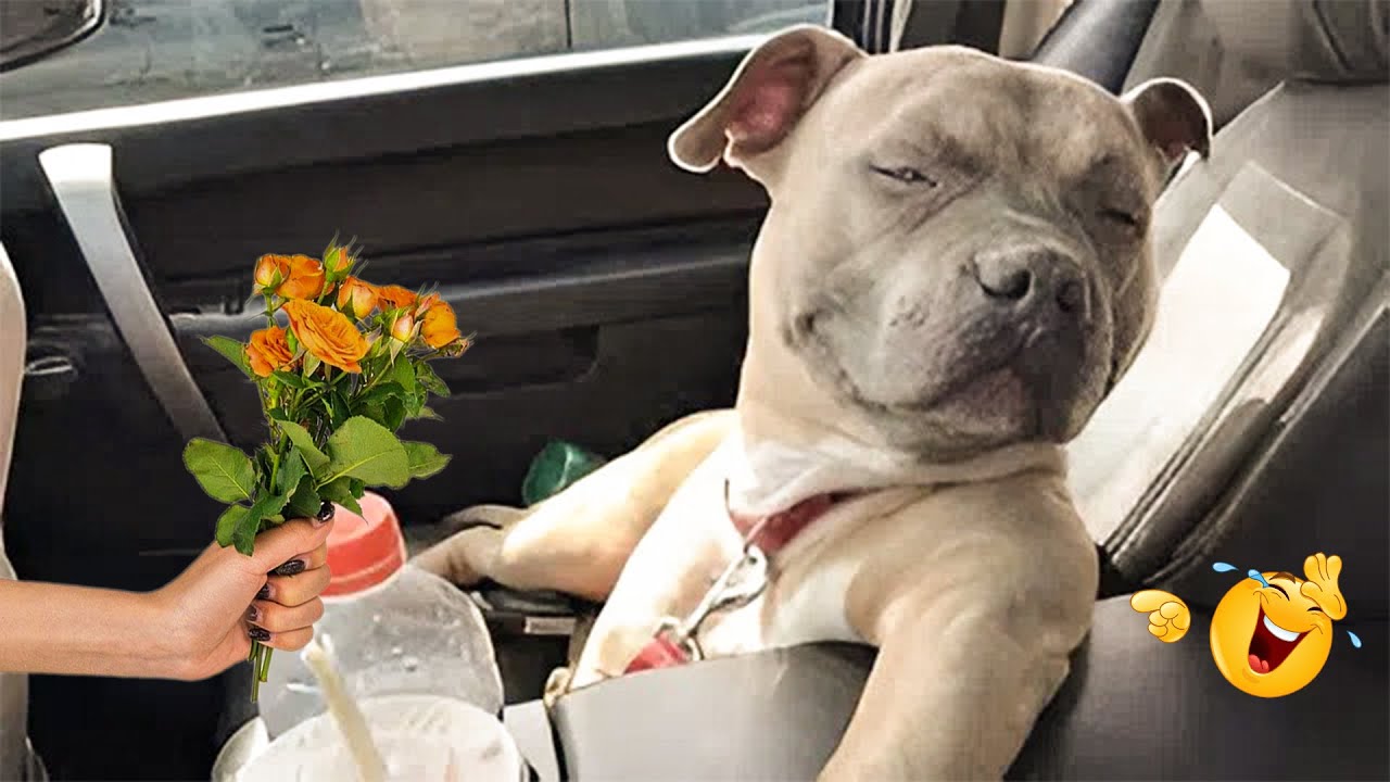 Smarty Funny Animal Video Clips 😹🐶 The Funniest Cat & Dog Moments Compilation 😁