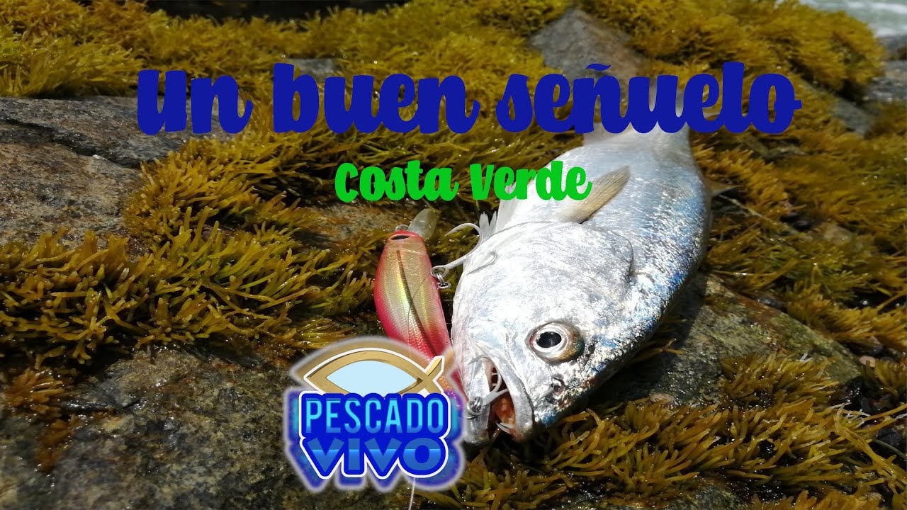 ¿QUÉ COLOR de SEÑUELO usar para PESCAR en la COSTA VERDE? #elespigóndesiempre